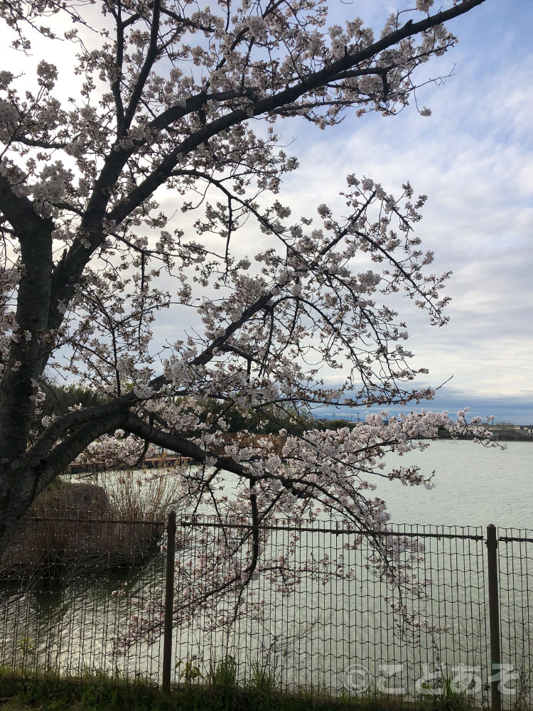 舟渡池公園【堺市美原区】