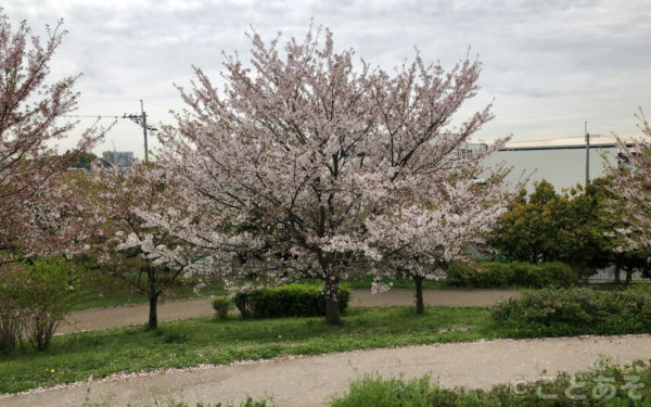 石川河川公園【大阪府羽曳野市】